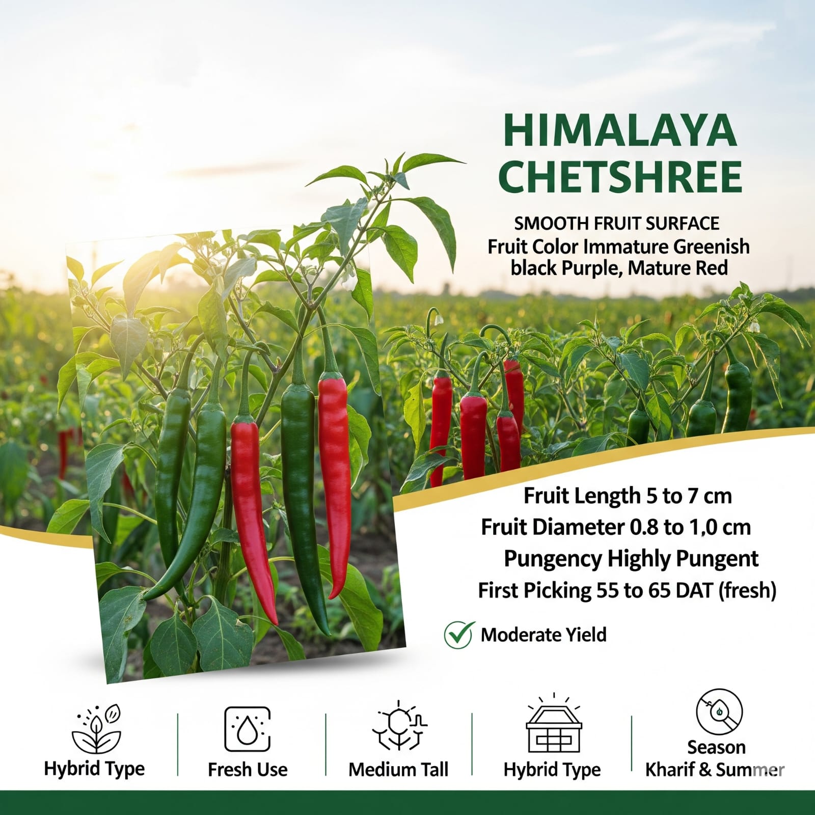 Chilli Seeds