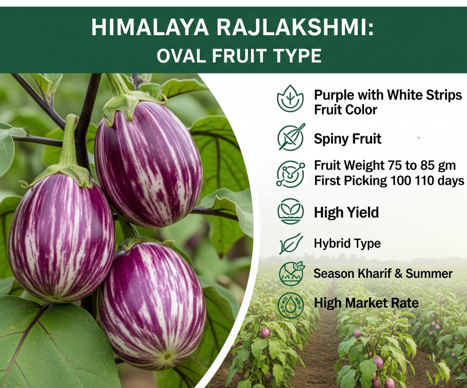 Brinjal Seeds