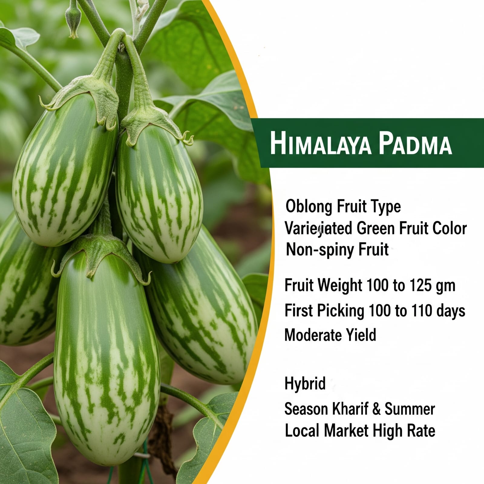 Himalaya Padma