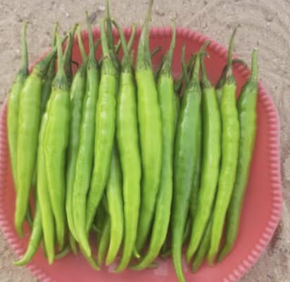 Himalaya Durga Chilli