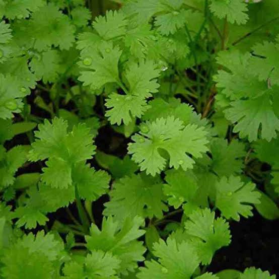 Himalaya Sugandha