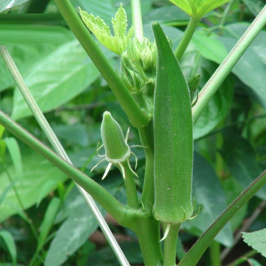 Himalaya Rajdhani Okra