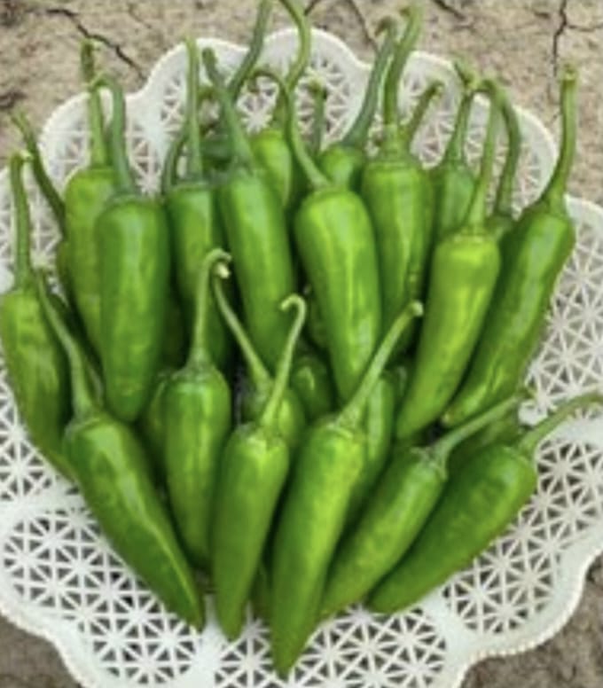 Himalaya Bullet Chilli