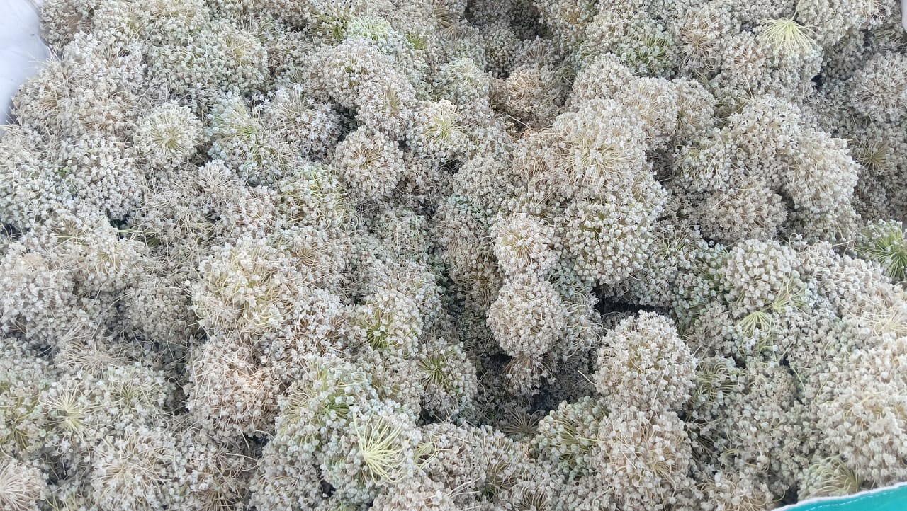 Vegetable Seeds